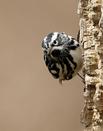 Black-and-White Warbler Mniotilta varia