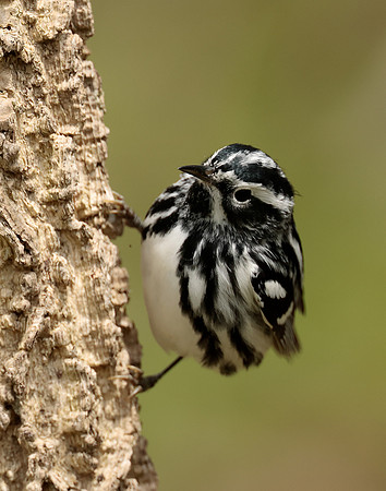 Black-and-White Warbler Mniotilta varia