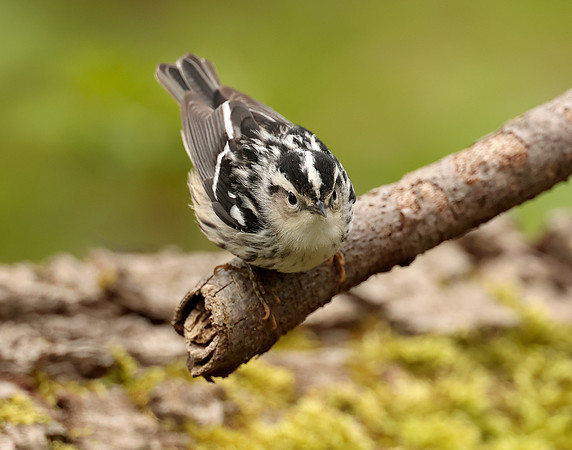 Black-and-White Warbler Mniotilta varia
