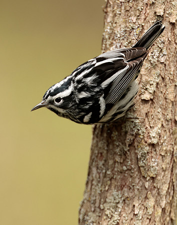 Black-and-White Warbler Mniotilta varia
