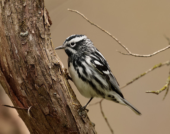 Black-and-White Warbler Mniotilta varia