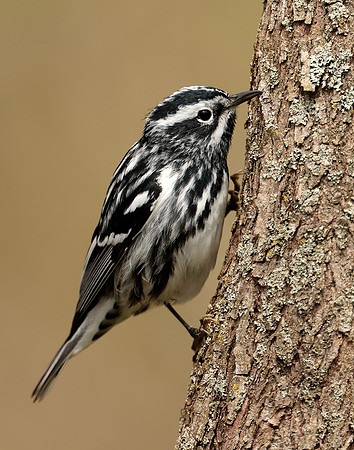 Black-and-White Warbler Mniotilta varia