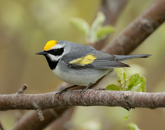 Golden-winged Warbler Vermivora chrysoptera