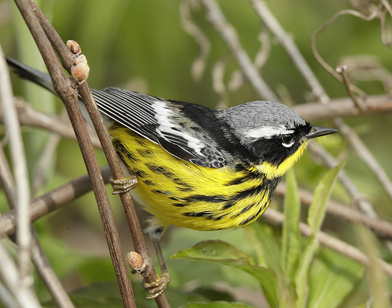 Magnolia Warbler Setophaga magnolia