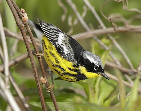 Magnolia Warbler Setophaga magnolia