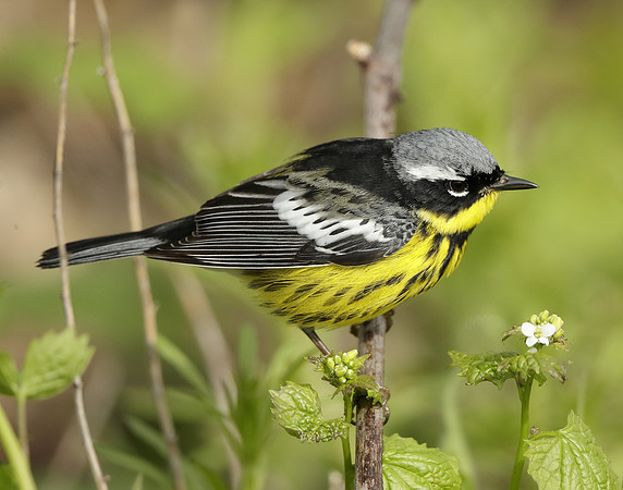 Magnolia Warbler Setophaga magnolia