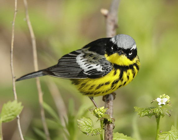 Magnolia Warbler Setophaga magnolia