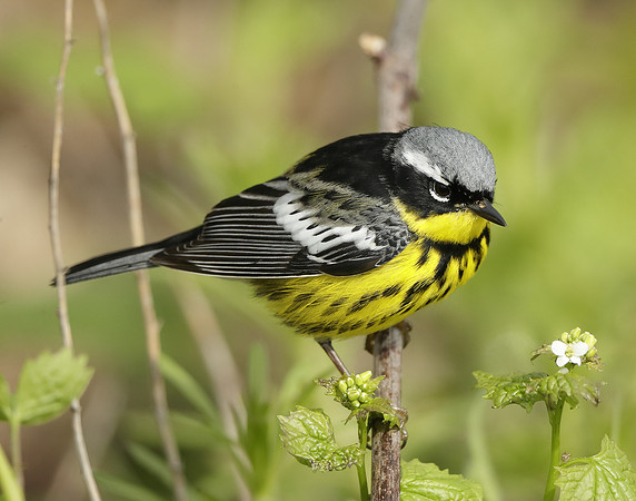 Magnolia Warbler Setophaga magnolia