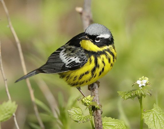 Magnolia Warbler Setophaga magnolia