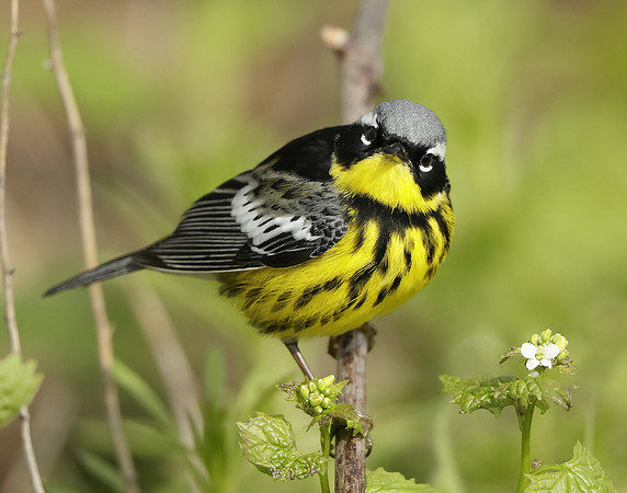 Magnolia Warbler Setophaga magnolia