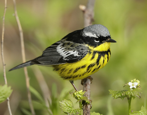 Magnolia Warbler Setophaga magnolia