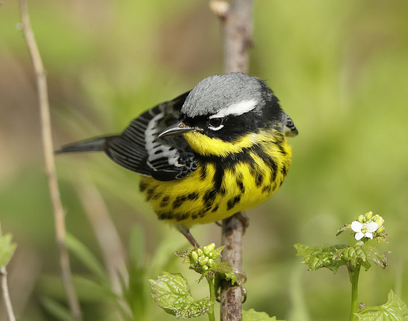 Magnolia Warbler Setophaga magnolia