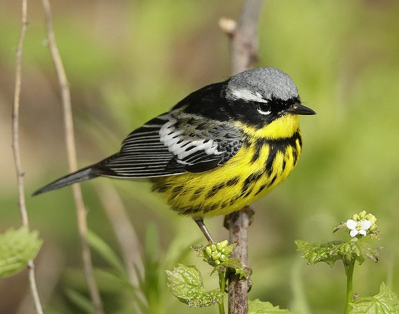 Magnolia Warbler Setophaga magnolia