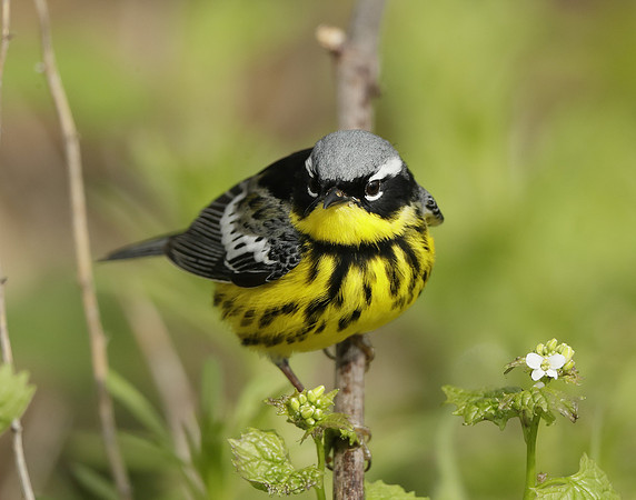 Magnolia Warbler Setophaga magnolia
