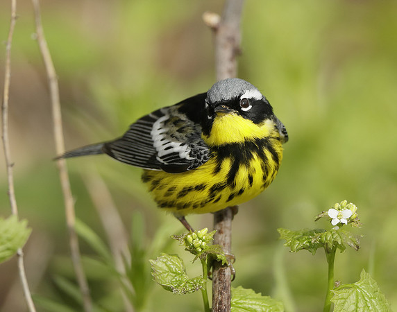 Magnolia Warbler Setophaga magnolia