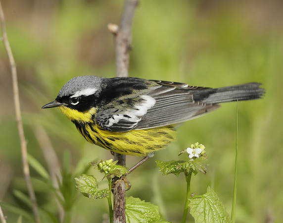 Magnolia Warbler Setophaga magnolia