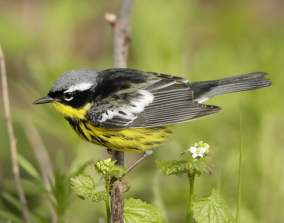Magnolia Warbler Setophaga magnolia
