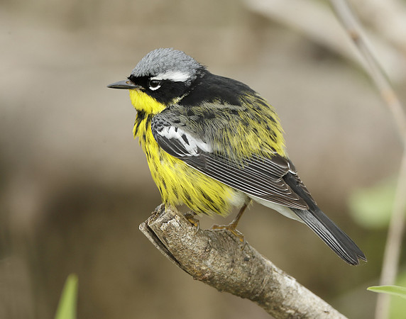 Magnolia Warbler Setophaga magnolia