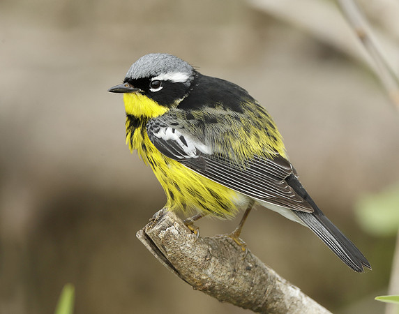 Magnolia Warbler Setophaga magnolia