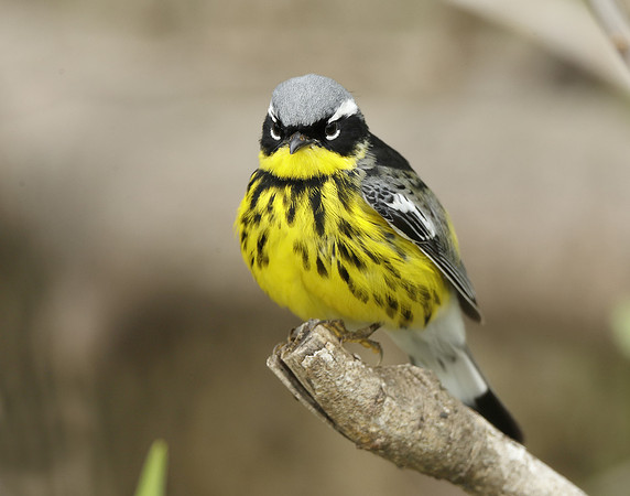 Magnolia Warbler Setophaga magnolia