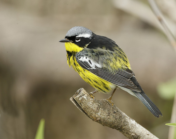 Magnolia Warbler Setophaga magnolia