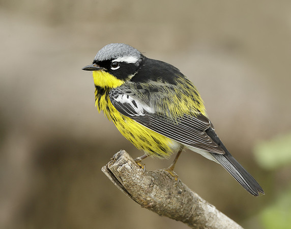Magnolia Warbler Setophaga magnolia
