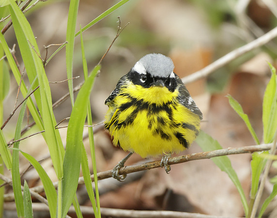 Magnolia Warbler Setophaga magnolia