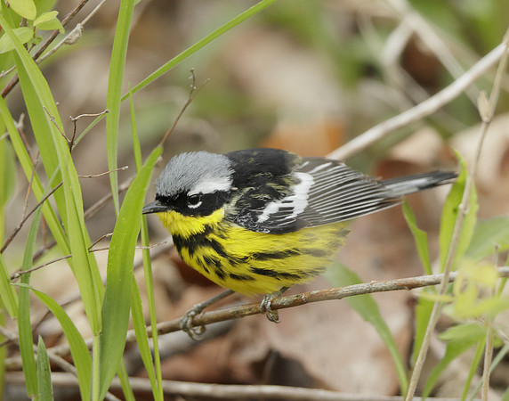 Magnolia Warbler Setophaga magnolia