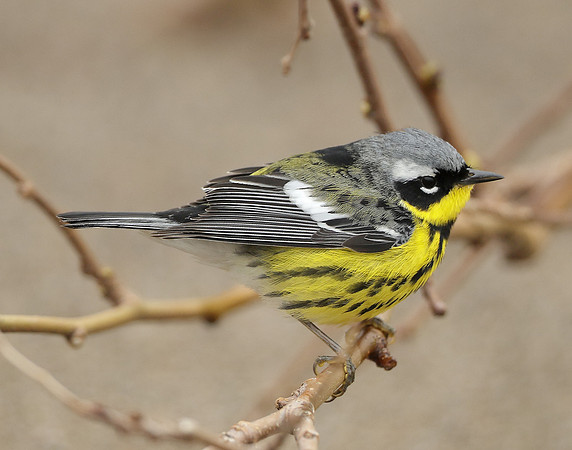 Magnolia Warbler Setophaga magnolia