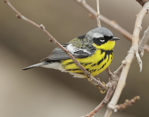 Magnolia Warbler Setophaga magnolia