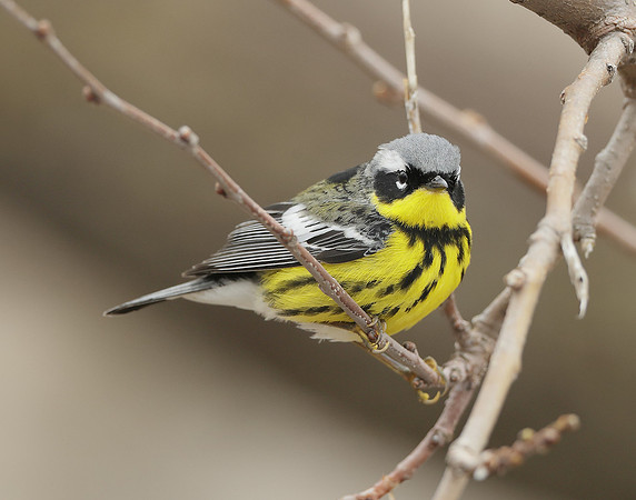 Magnolia Warbler Setophaga magnolia