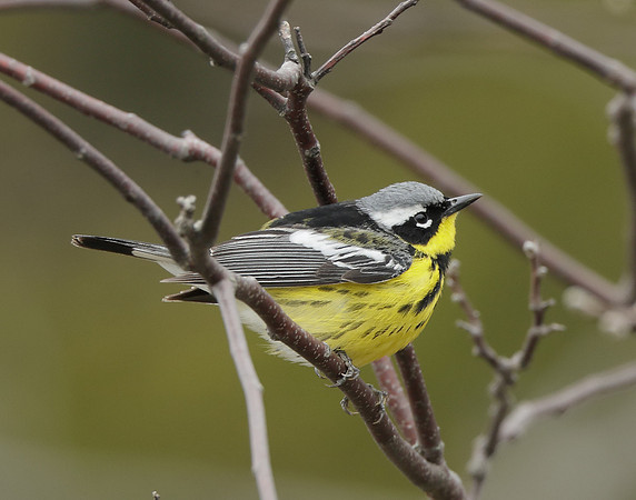 Magnolia Warbler Setophaga magnolia