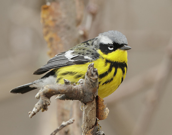 Magnolia Warbler Setophaga magnolia