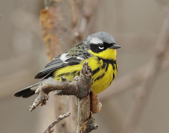 Magnolia Warbler Setophaga magnolia
