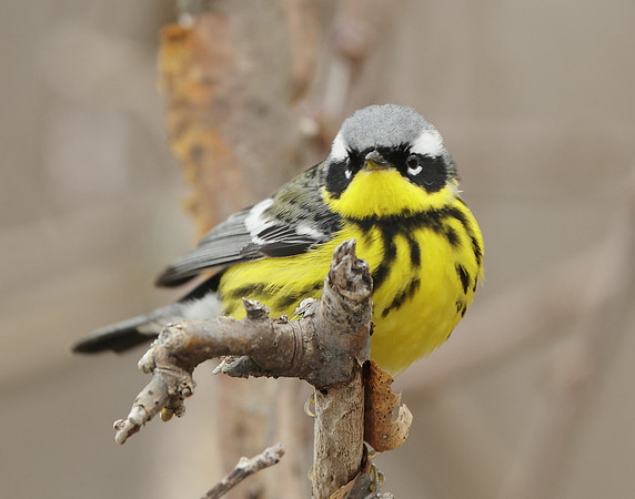 Magnolia Warbler Setophaga magnolia