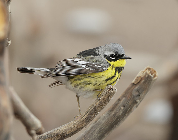 Magnolia Warbler Setophaga magnolia