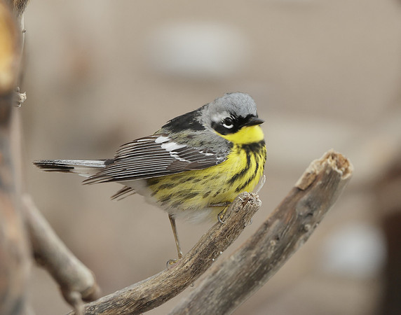 Magnolia Warbler Setophaga magnolia
