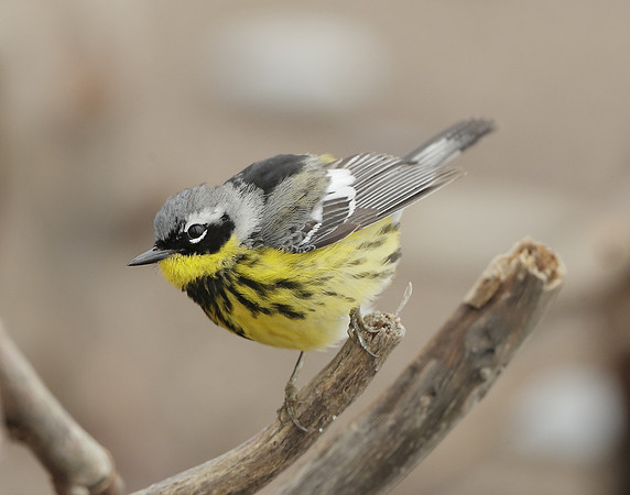 Magnolia Warbler Setophaga magnolia