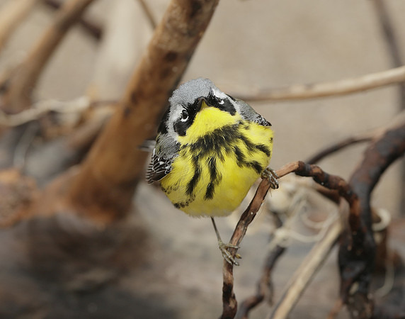 Magnolia Warbler Setophaga magnolia
