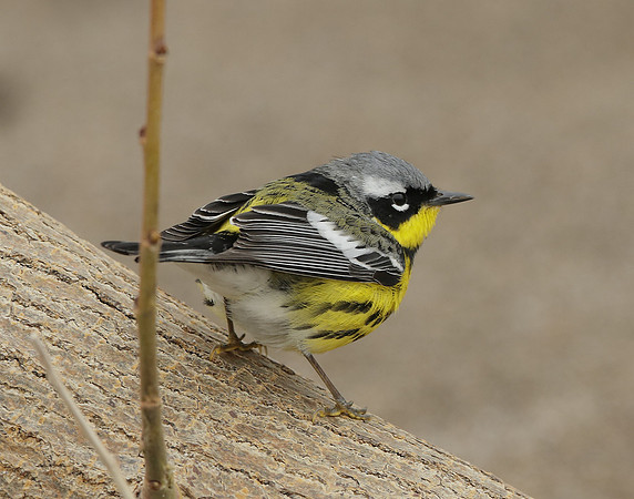 Magnolia Warbler Setophaga magnolia
