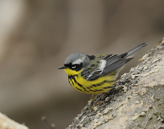 Magnolia Warbler Setophaga magnolia