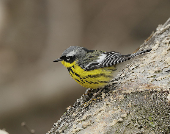 Magnolia Warbler Setophaga magnolia
