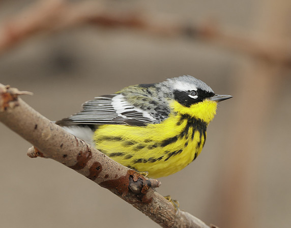 Magnolia Warbler Setophaga magnolia