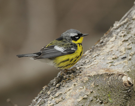 Magnolia Warbler Setophaga magnolia