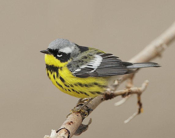 Magnolia Warbler Setophaga magnolia