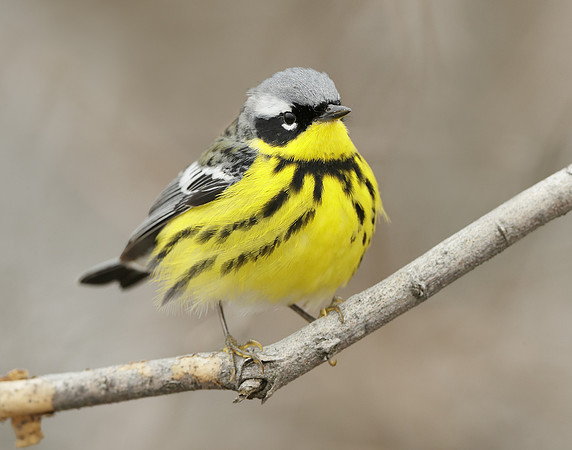 Magnolia Warbler Setophaga magnolia