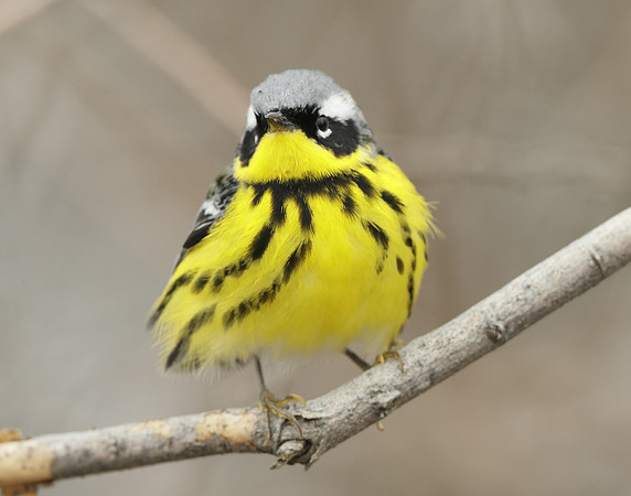 Magnolia Warbler Setophaga magnolia