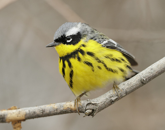Magnolia Warbler Setophaga magnolia
