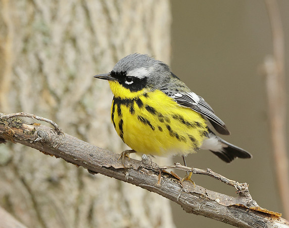 Magnolia Warbler Setophaga magnolia