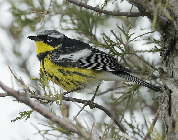 Magnolia Warbler Setophaga magnolia